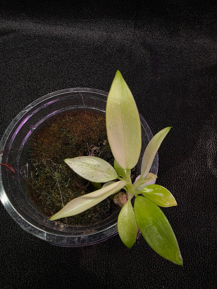 Philodendron Whipple Way #01
