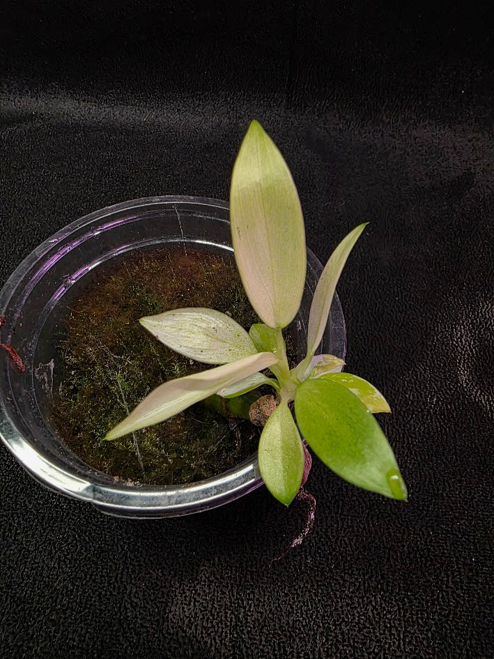 Philodendron Whipple Way #01