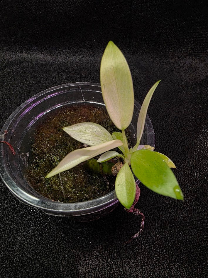 Philodendron Whipple Way #01
