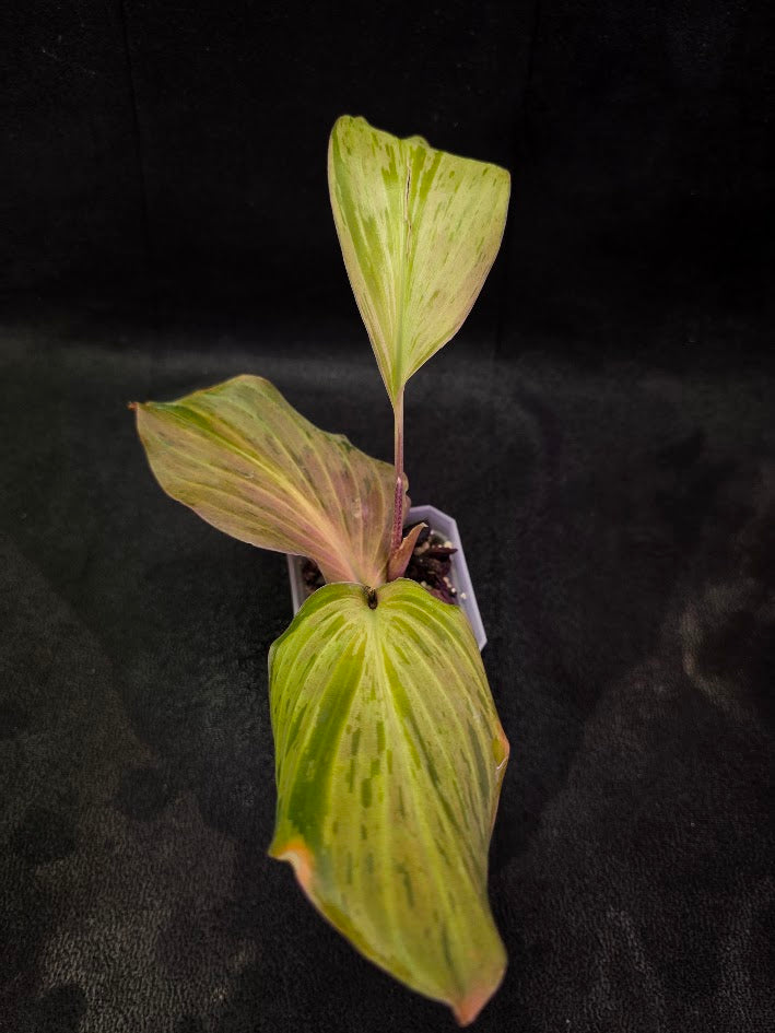 Kaempferia Orange Variegated #01