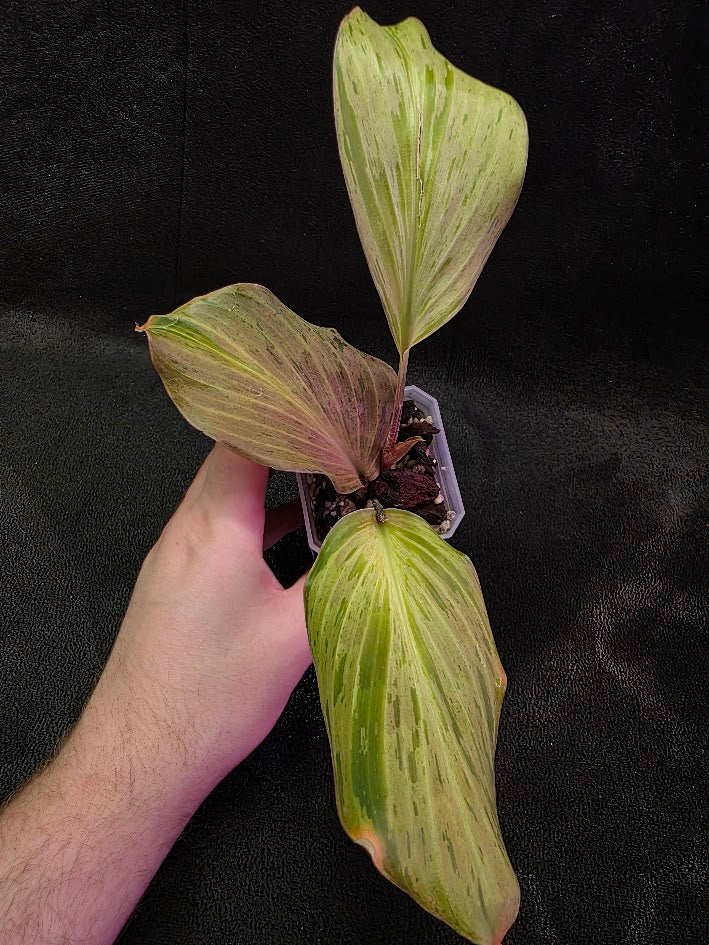 Kaempferia Orange Variegated #01