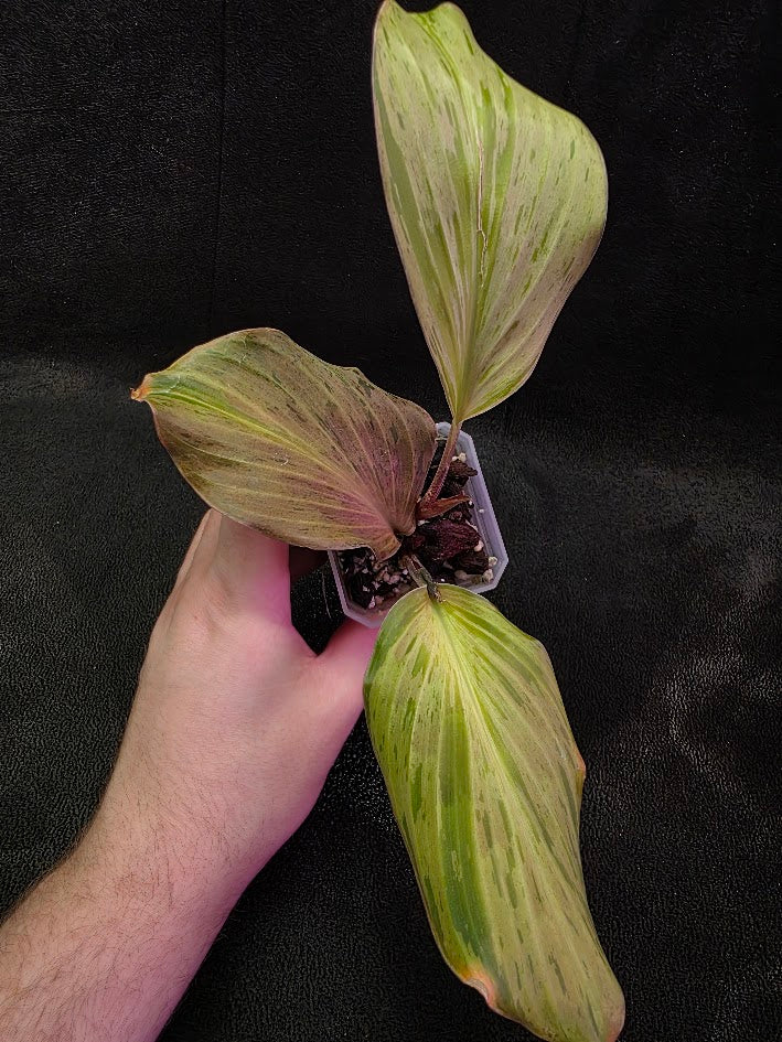 Kaempferia Orange Variegated #01