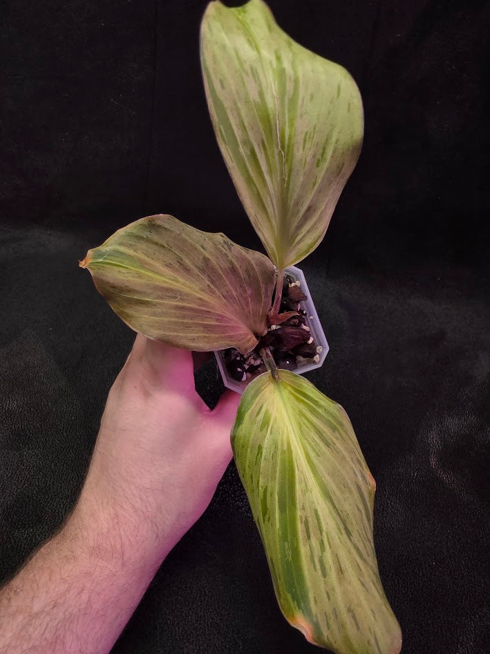 Kaempferia Orange Variegated #01