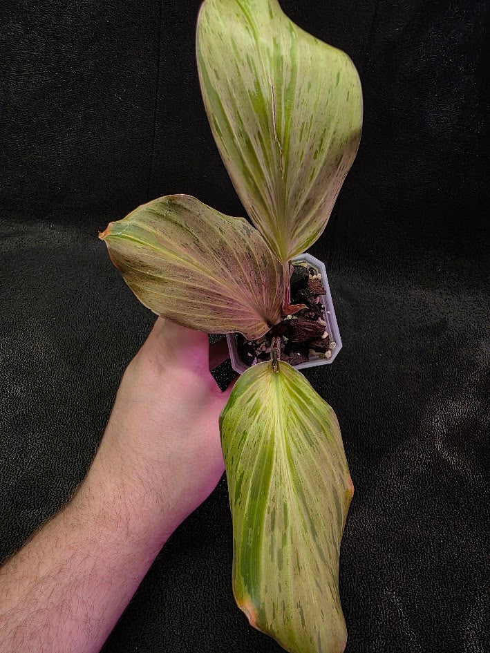 Kaempferia Orange Variegated #01