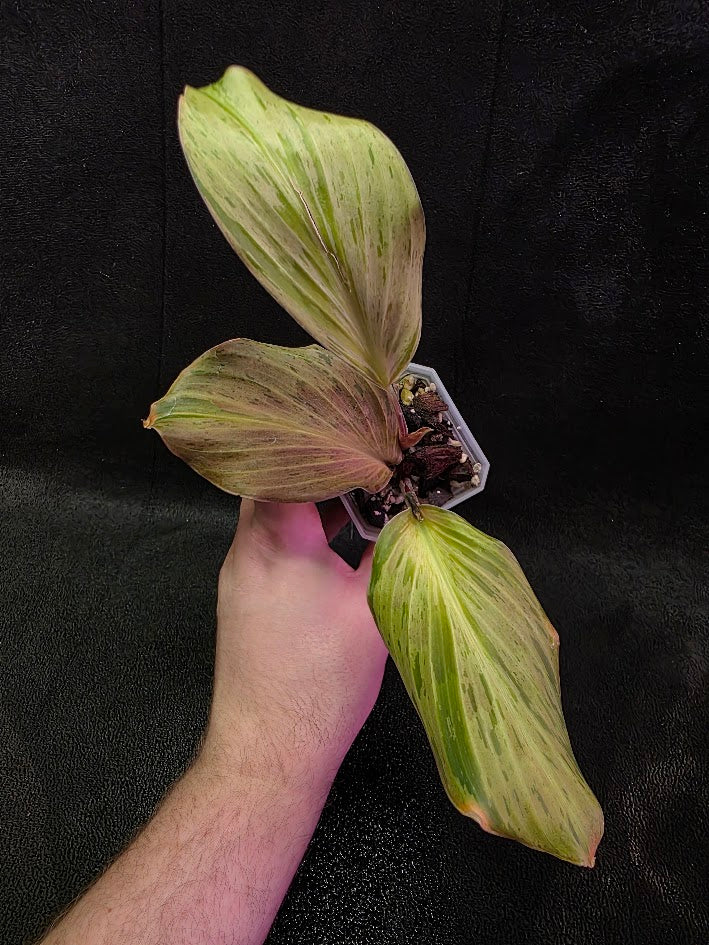 Kaempferia Orange Variegated #01