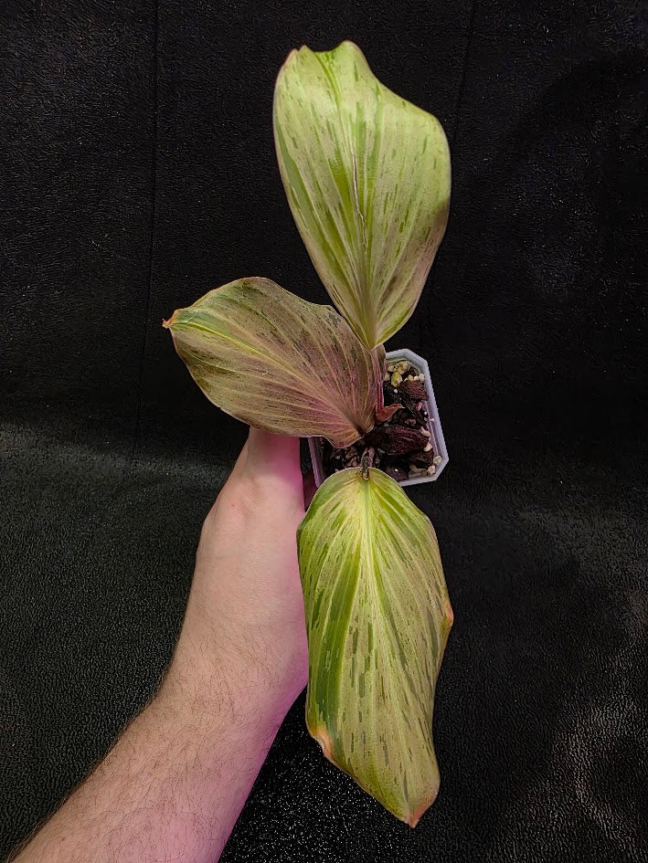 Kaempferia Orange Variegated #01