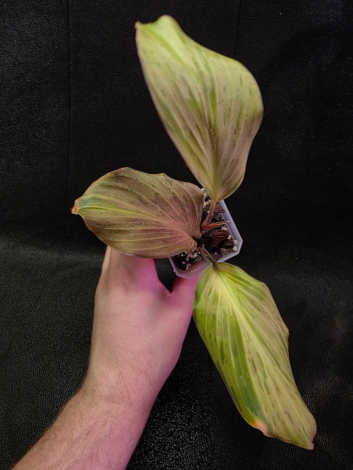 Kaempferia Orange Variegated #01