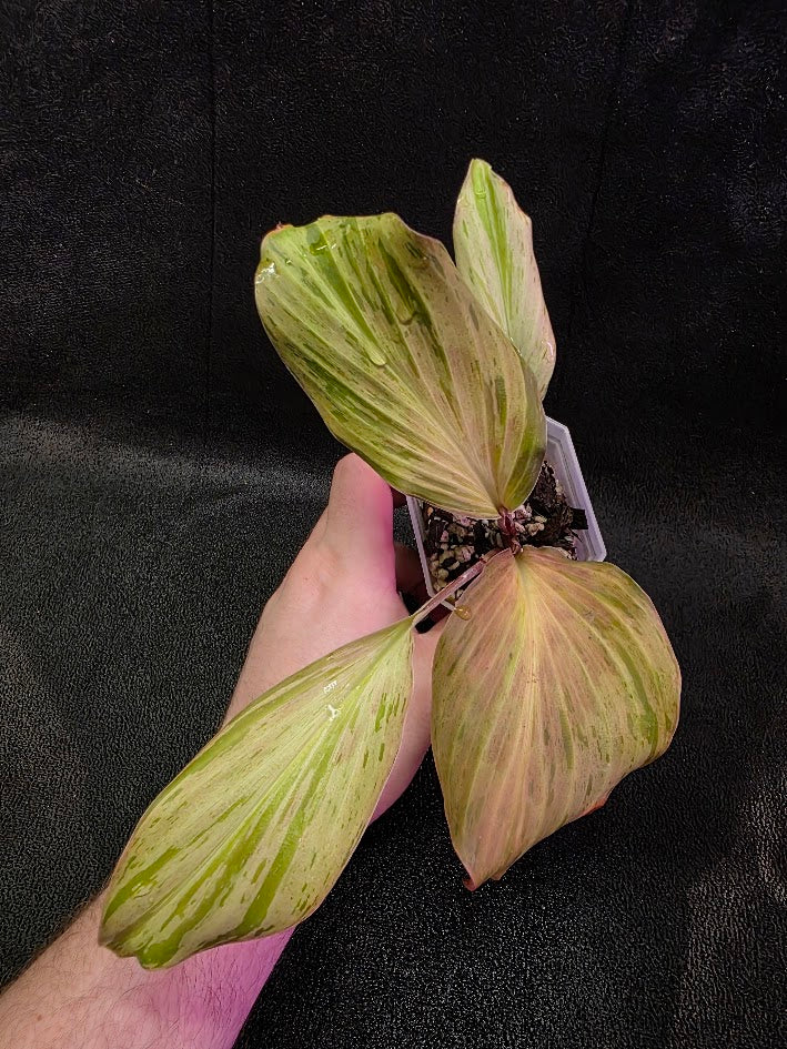 Kaempferia Orange Variegated #02