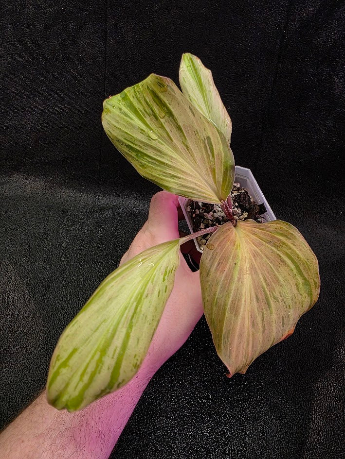 Kaempferia Orange Variegated #02