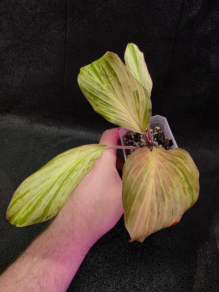 Kaempferia Orange Variegated #02