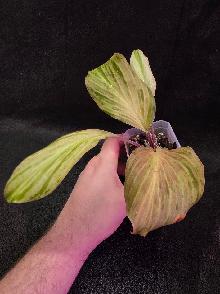 Kaempferia Orange Variegated #02