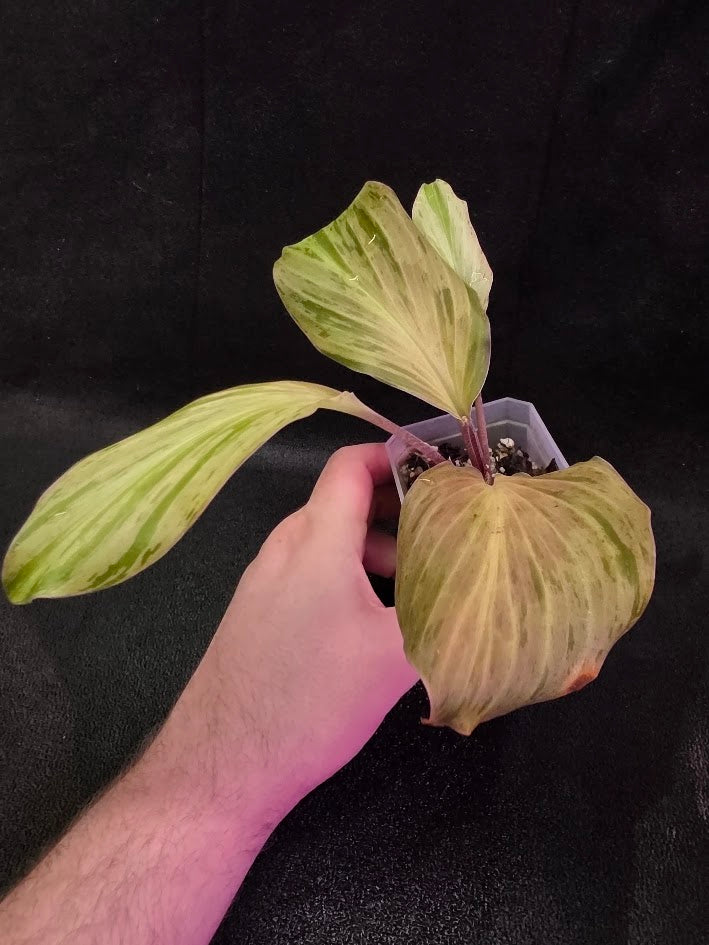 Kaempferia Orange Variegated #02