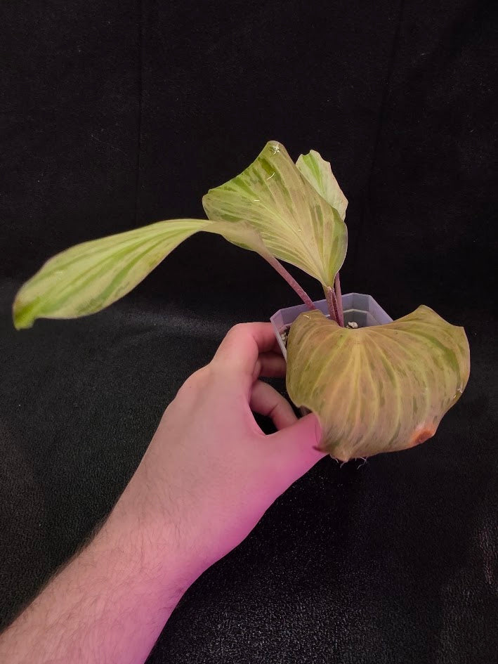 Kaempferia Orange Variegated #02