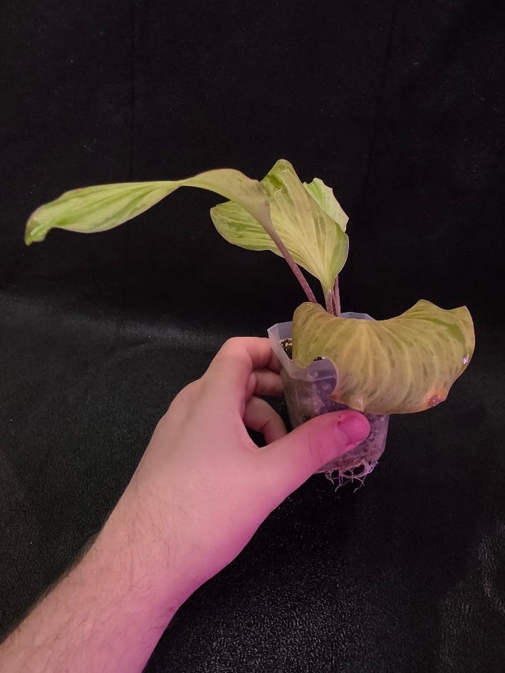 Kaempferia Orange Variegated #02