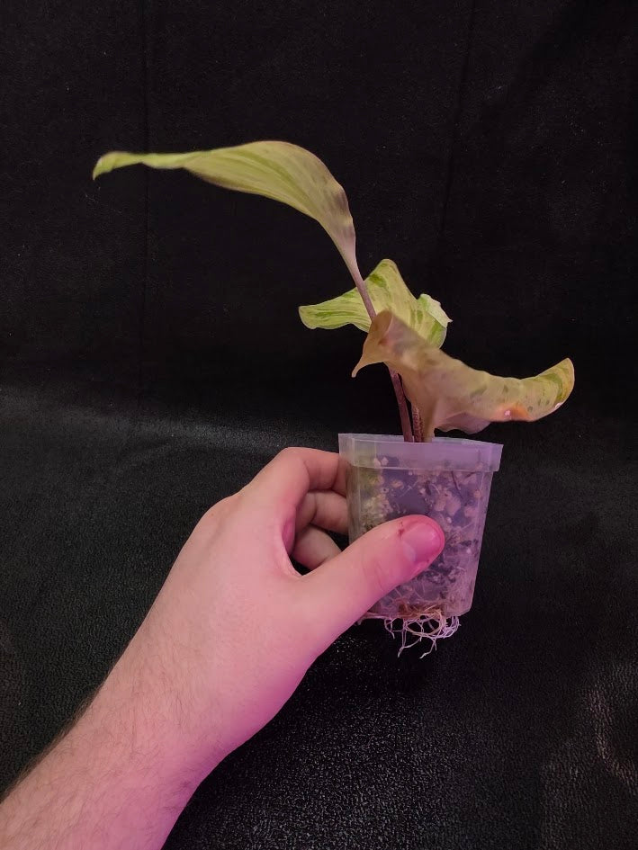 Kaempferia Orange Variegated #02