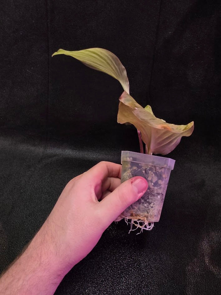 Kaempferia Orange Variegated #02