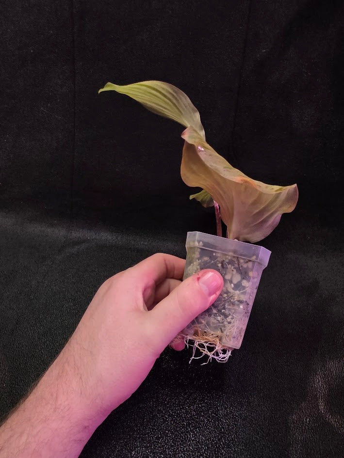 Kaempferia Orange Variegated #02