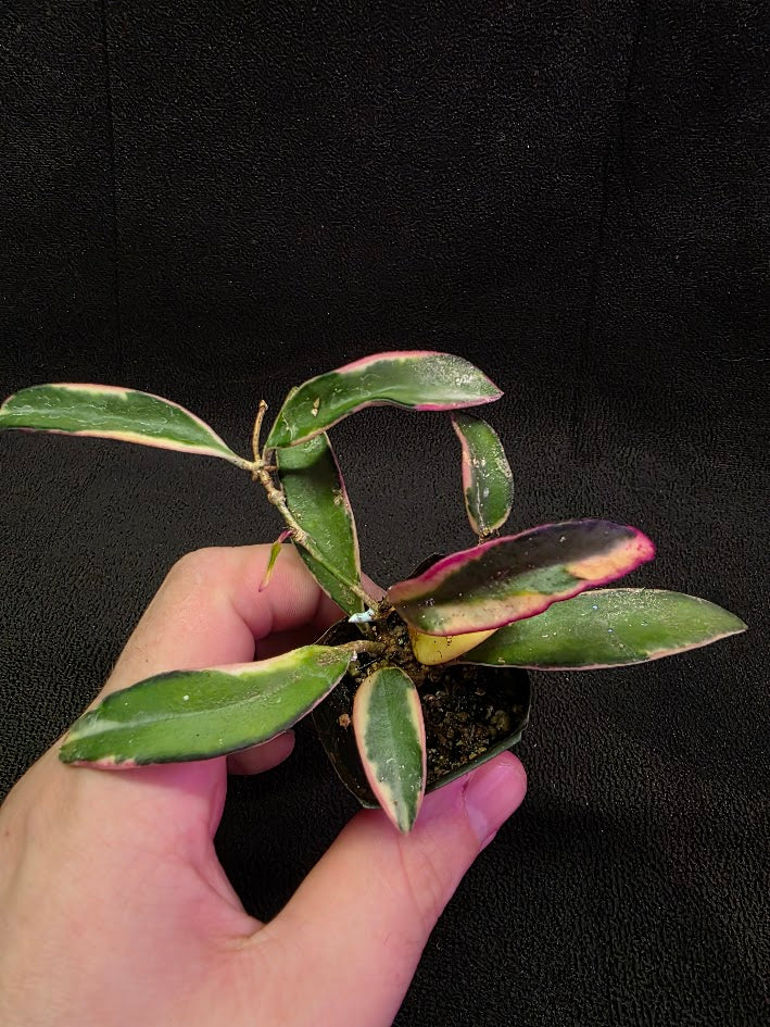 Hoya Lori Lynn #01