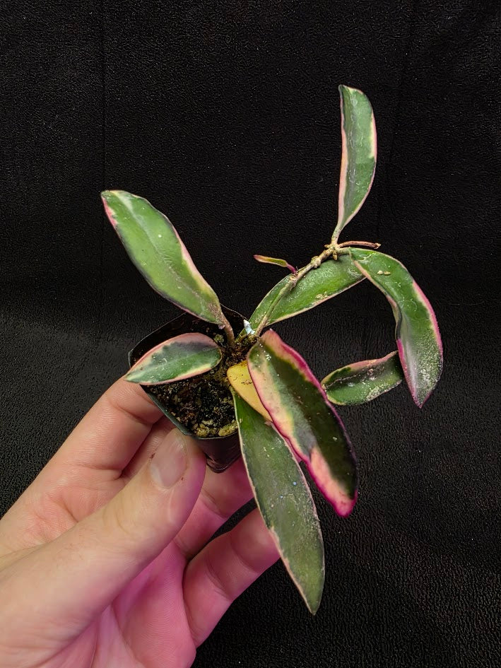 Hoya Lori Lynn #01