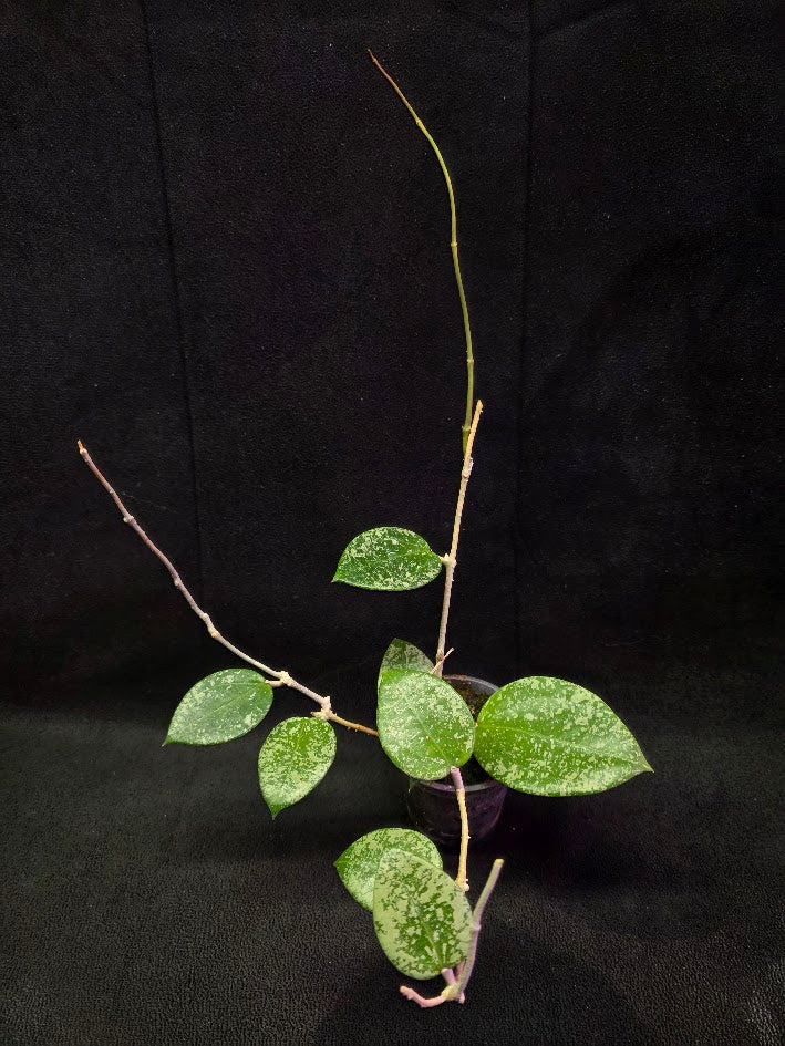 Hoya Carnosa Freckles Splash #01