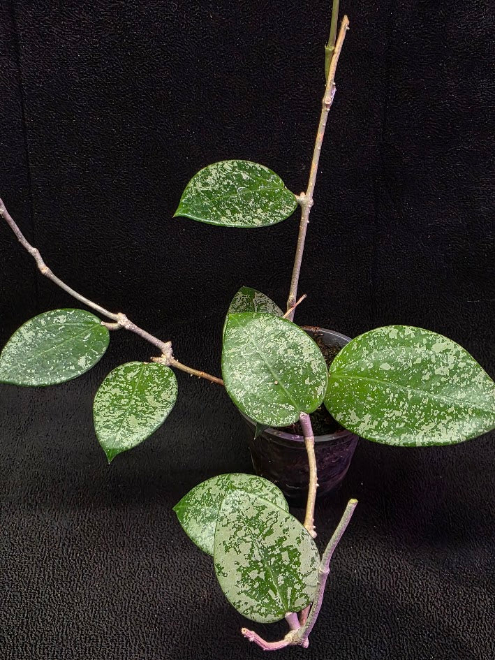 Hoya Carnosa Freckles Splash #01