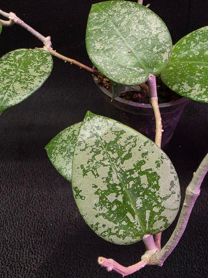 Hoya Carnosa Freckles Splash #01