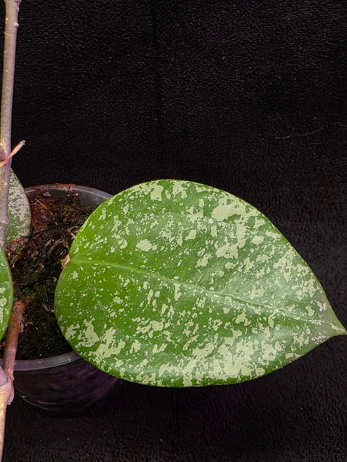 Hoya Carnosa Freckles Splash #01
