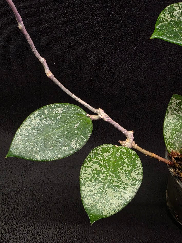 Hoya Carnosa Freckles Splash #01