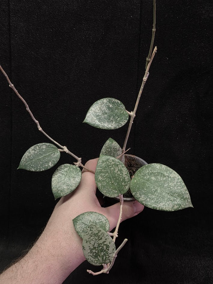 Hoya Carnosa Freckles Splash #01