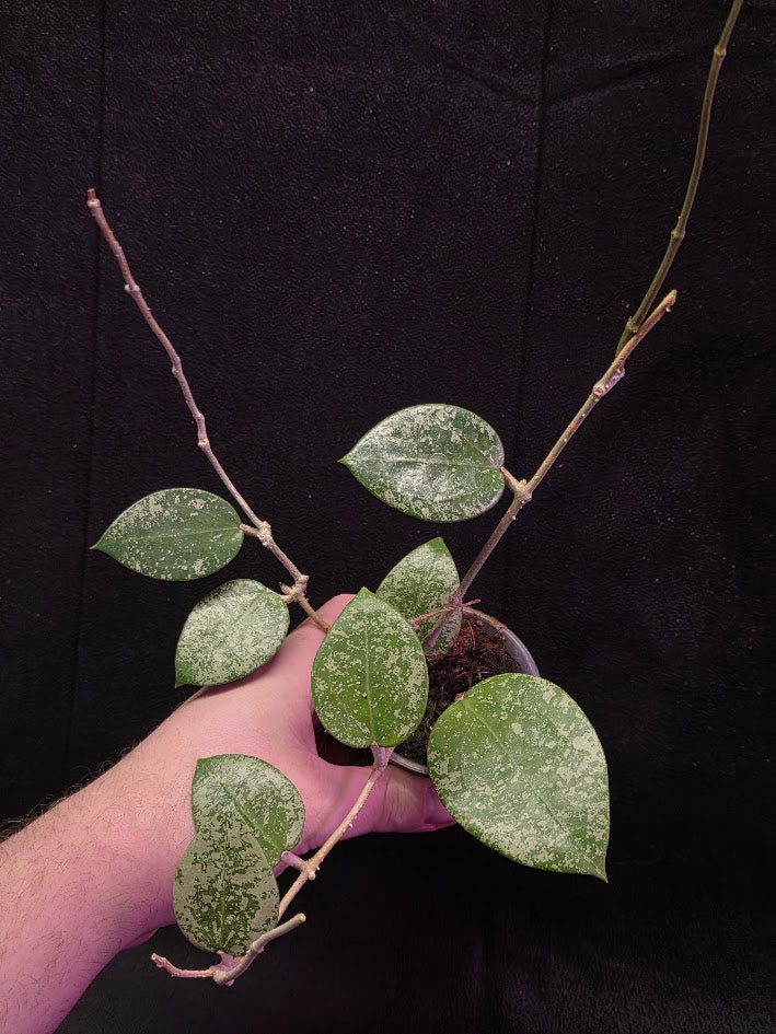 Hoya Carnosa Freckles Splash #01