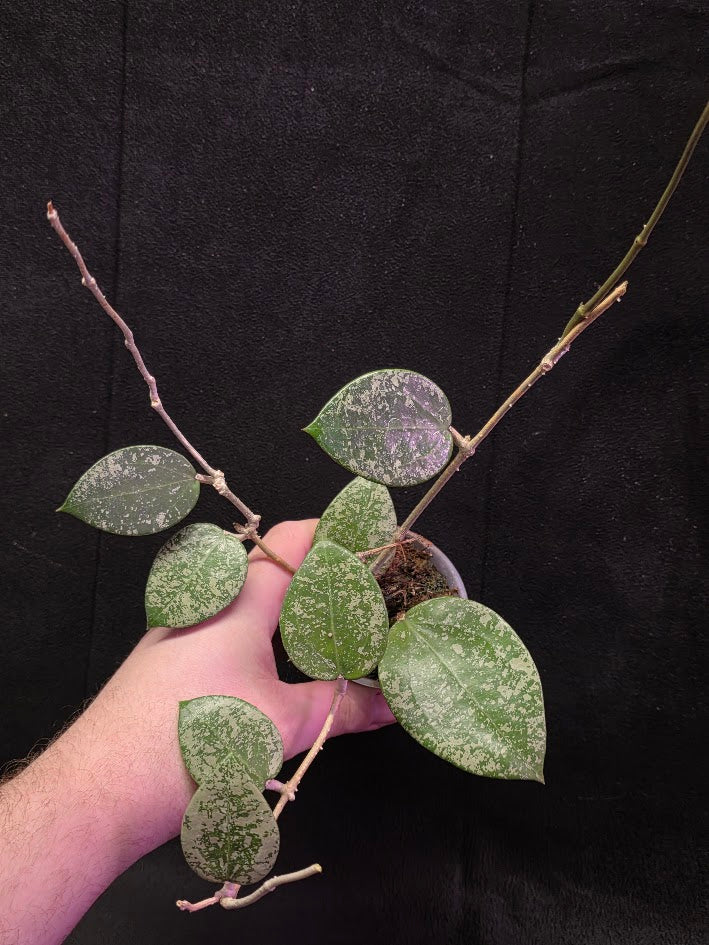 Hoya Carnosa Freckles Splash #01