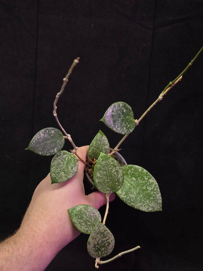 Hoya Carnosa Freckles Splash #01