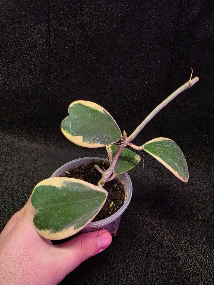 Hoya Kerri Variegated Outside White #01