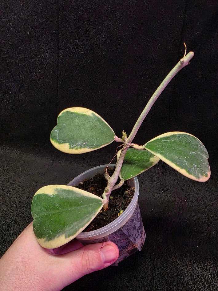 Hoya Kerri Variegated Outside White #01