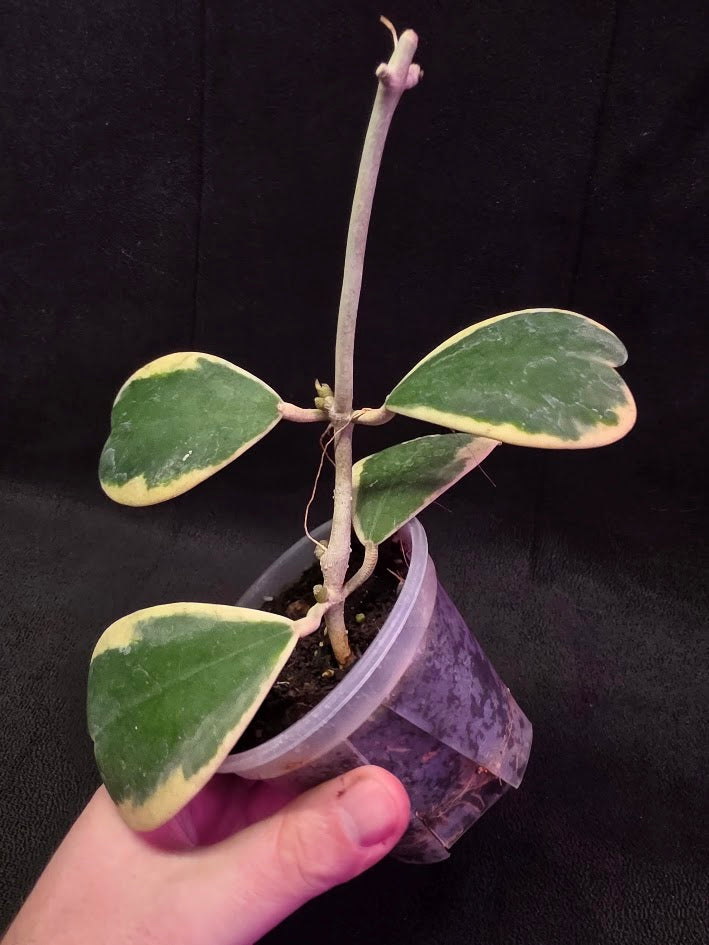 Hoya Kerri Variegated Outside White #01