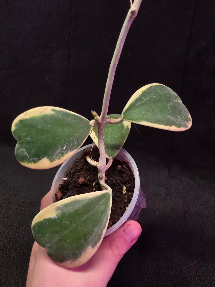 Hoya Kerri Variegated Outside White #01