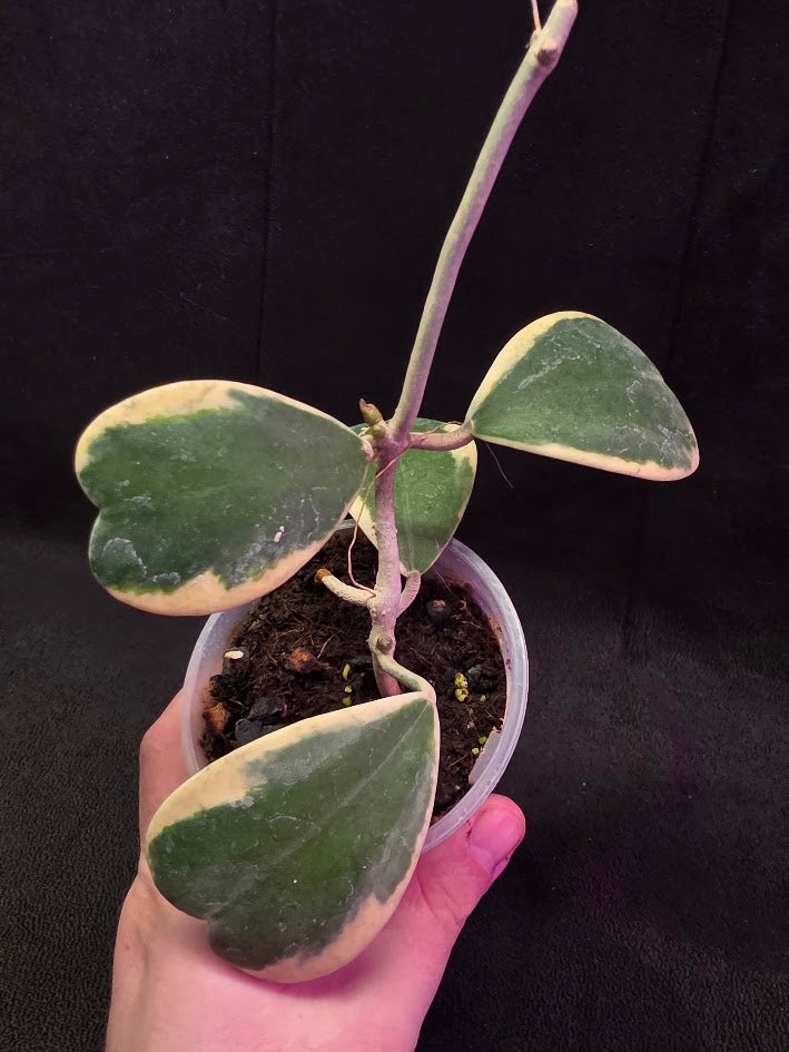 Hoya Kerri Variegated Outside White #01