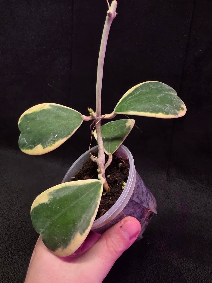 Hoya Kerri Variegated Outside White #01