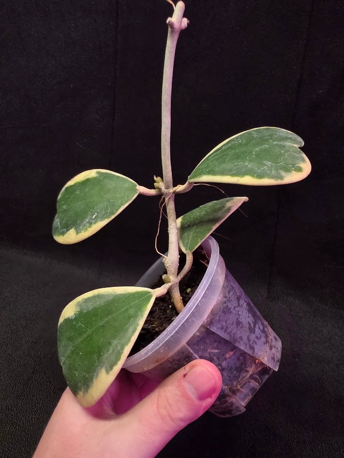 Hoya Kerri Variegated Outside White #01