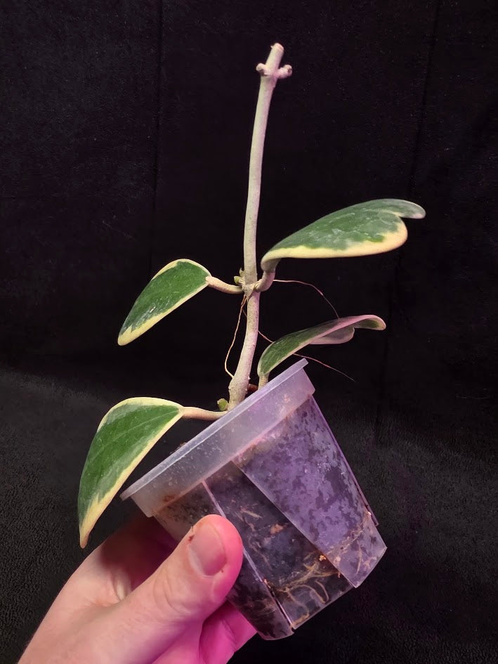 Hoya Kerri Variegated Outside White #01