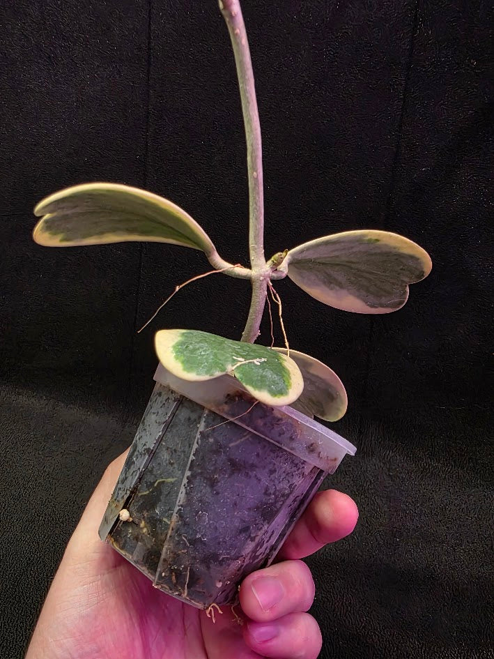 Hoya Kerri Variegated Outside White #01