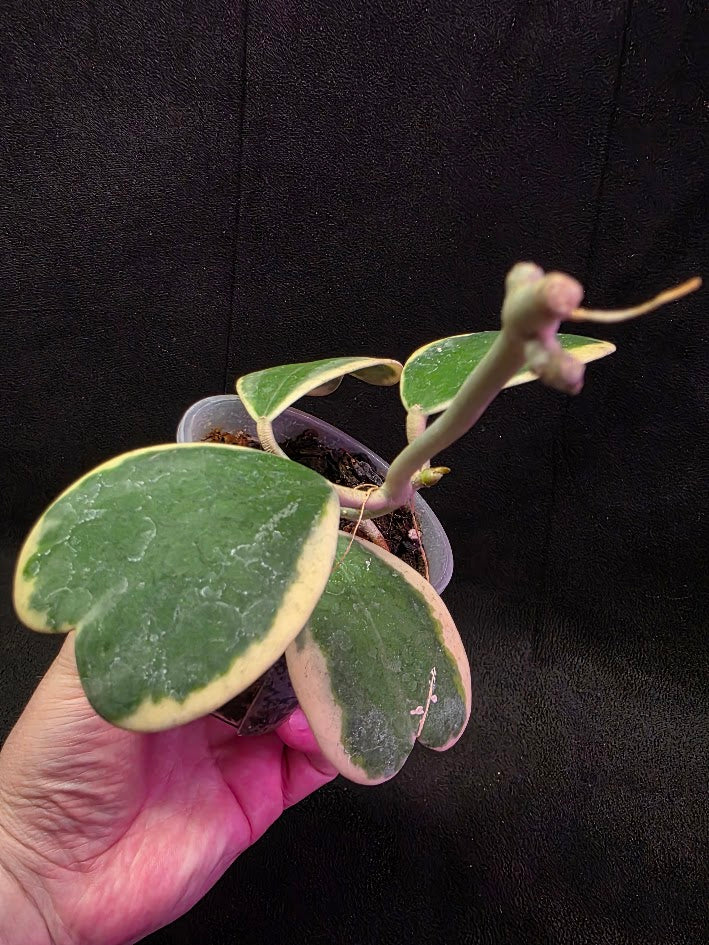 Hoya Kerri Variegated Outside White #01