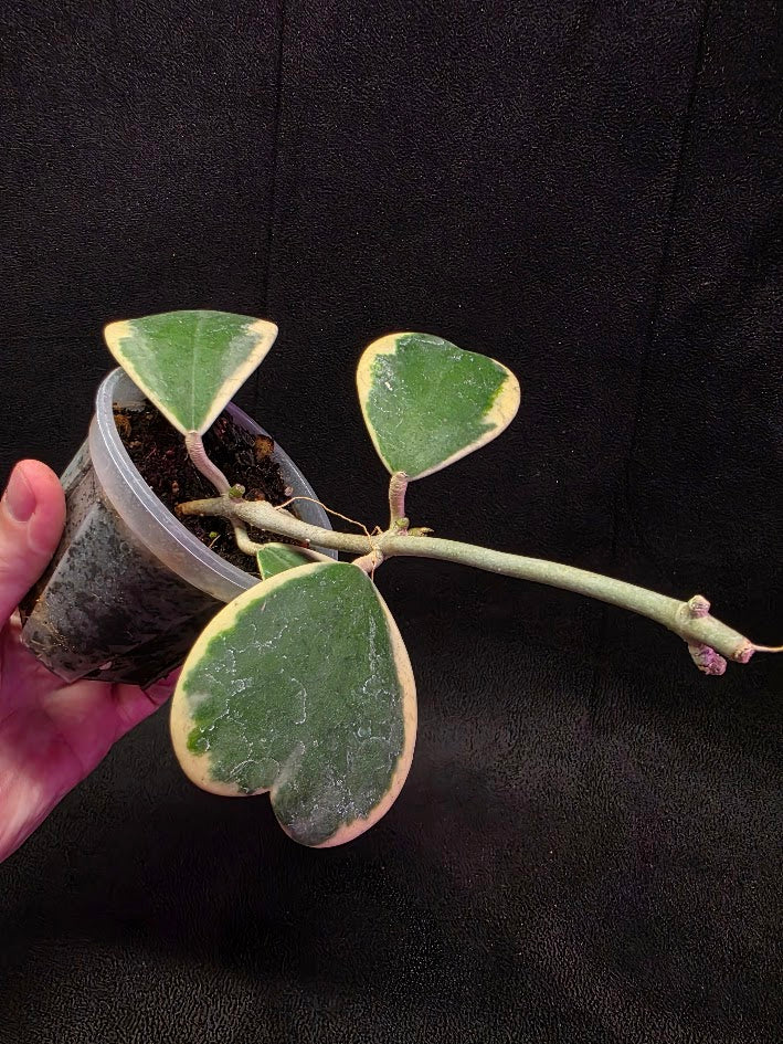 Hoya Kerri Variegated Outside White #01