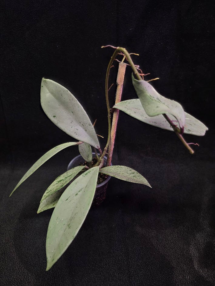 Hoya Pubicalyx Pink Silver Ghost #01