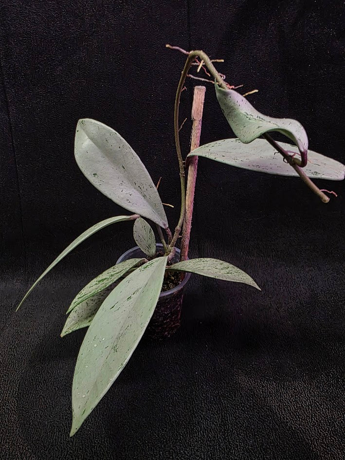 Hoya Pubicalyx Pink Silver Ghost #01