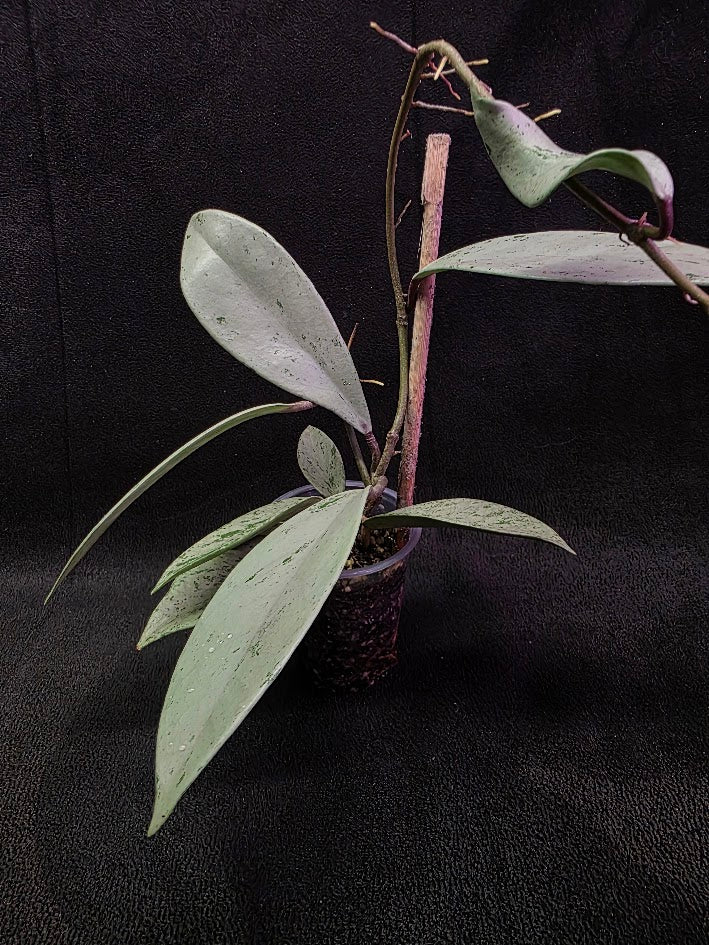 Hoya Pubicalyx Pink Silver Ghost #01