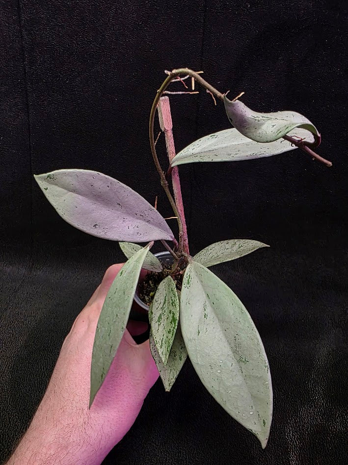 Hoya Pubicalyx Pink Silver Ghost #01