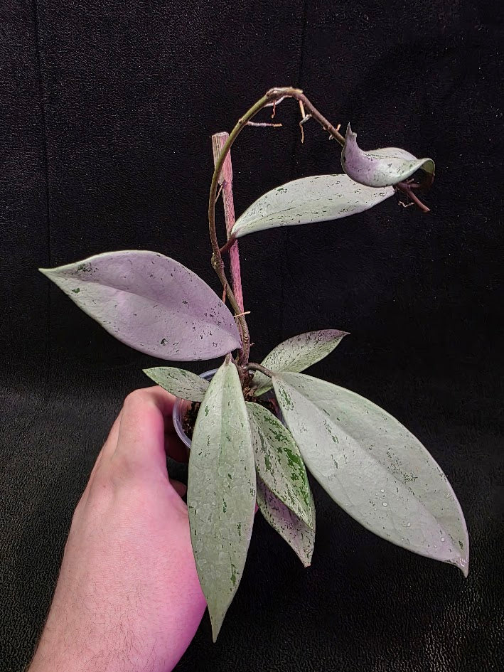 Hoya Pubicalyx Pink Silver Ghost #01