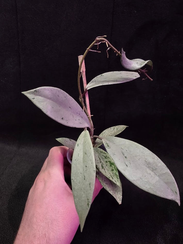 Hoya Pubicalyx Pink Silver Ghost #01