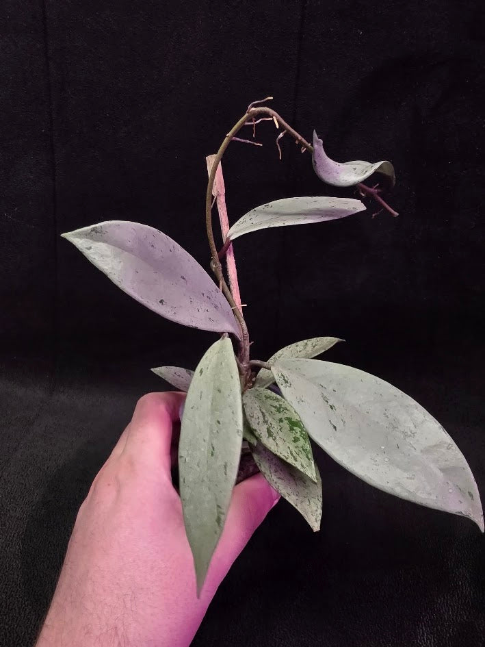 Hoya Pubicalyx Pink Silver Ghost #01